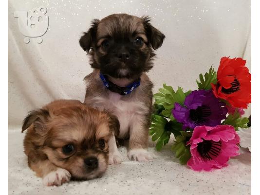 PoulaTo: Longhaired Chihuahuas Για Πώληση CKC Papered
